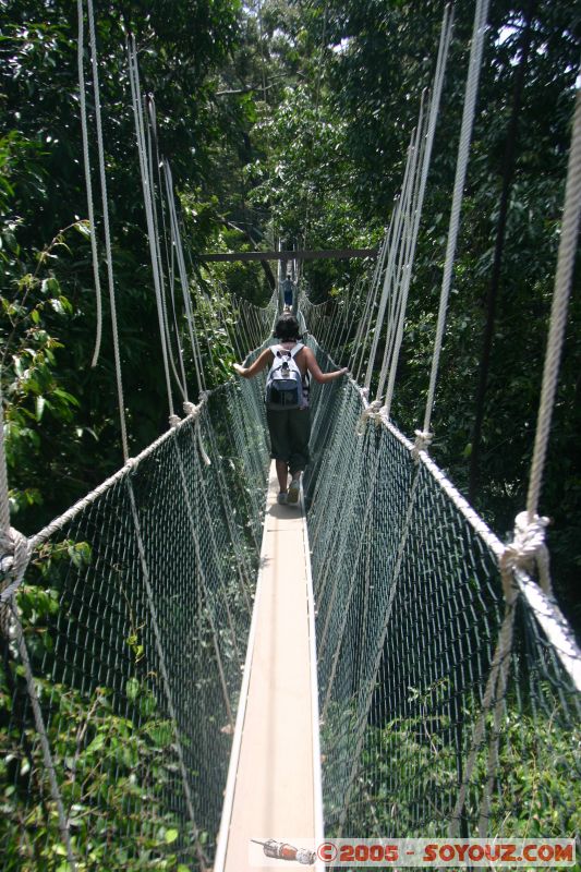 Canopy walkway
un ensemble de passerelles qui permettent d'observer la nature à 25m du sol.
Mots-clés: Jungle Treking Kuala Tahan Malaysia Taman Negara canopy walkway tropical rain forest