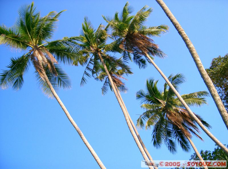 Palmier - Palmtree
Mots-clés: Kecil Malaysia Perhentian Islands beach diving paradis paradise plongés scuba