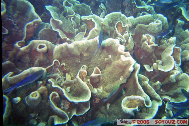 Mots-clés: Kecil Malaysia Perhentian Islands diving paradis paradise plongés scuba