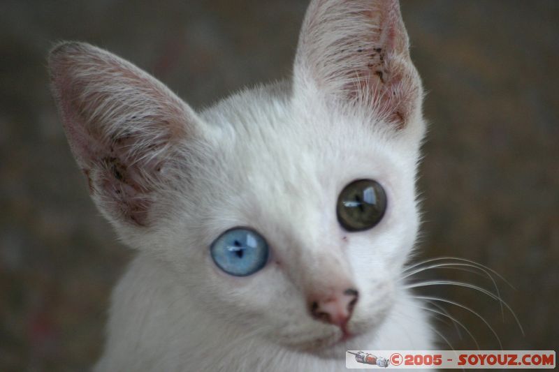 Blue and brown eyes cat
Mots-clés: A Famosa Cheng Hoon Teng Dutch Square Independence Malacca Malaysia Melaka Saint Francis Xavier