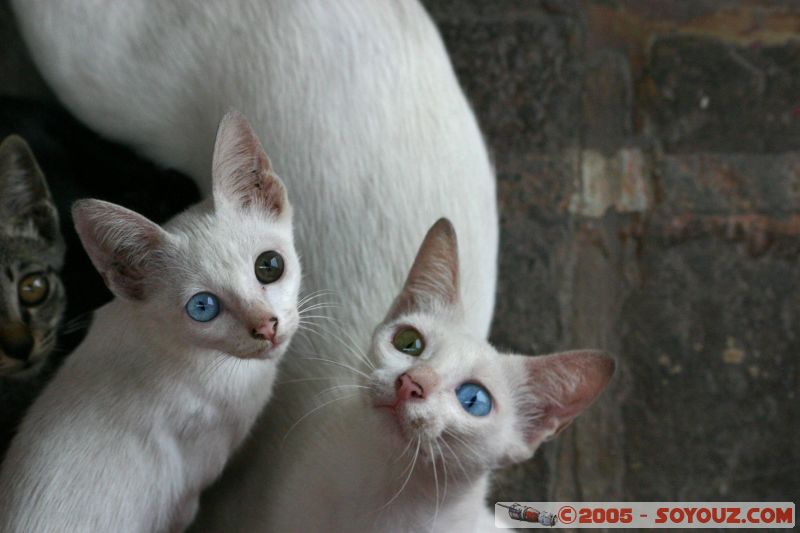 Blue and brown eyes cat with brown and blue eyes cat
Mots-clés: A Famosa Cheng Hoon Teng Dutch Square Independence Malacca Malaysia Melaka Saint Francis Xavier