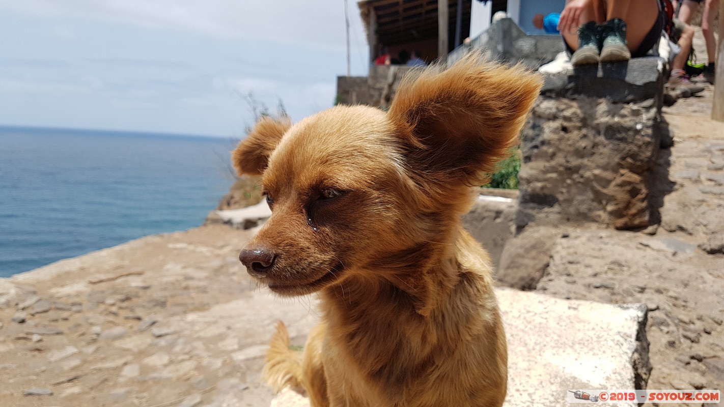 Santo Antao - Formiguinhas
Mots-clés: Santo Antao Caminhada Cruzinas - Ponta do Sol Montagne Mer Formiguinhas animals chien