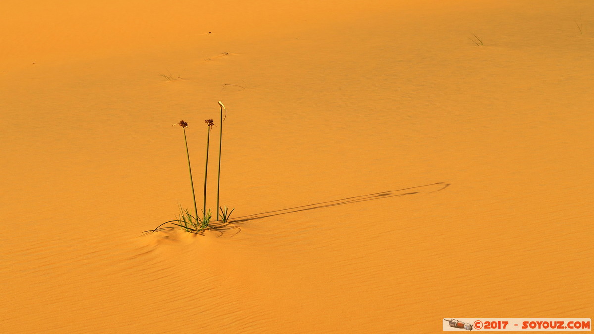 Desert de Lompoul
Mots-clés: geo:lat=15.45959516 geo:lon=-16.69102192 geotagged SEN Senegal Thiès Tioukougne Peul Désert de Lompoul Desert plante