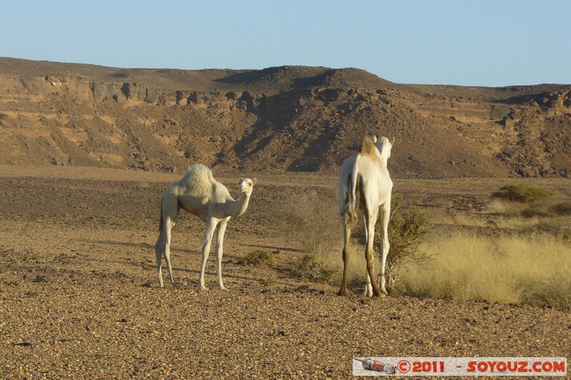 Musawwarat es-Sufra - Camels
Mots-clés: geo:lat=16.41618721 geo:lon=33.29153316 geotagged Nahr an NÄ«l SalÄ�mÄ�t SDN Soudan animals chameau