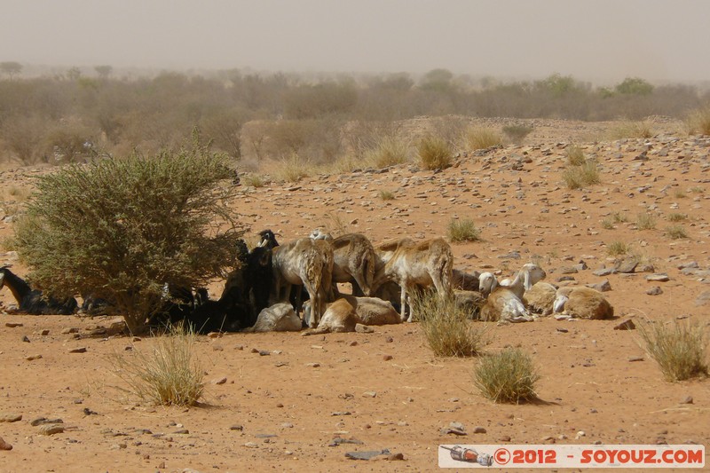 Naqa - Goats
Mots-clés: geo:lat=16.26907190 geo:lon=33.27614720 geotagged Soudan Naqa animals chevre
