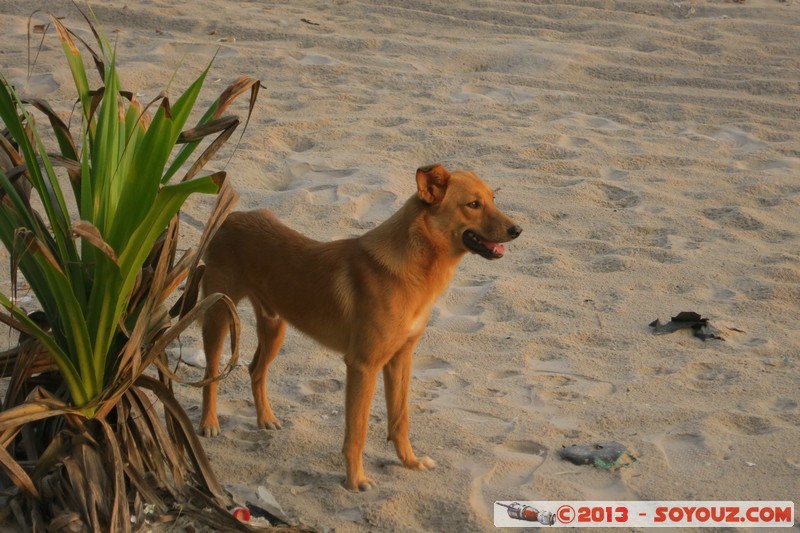 Assinie
Mots-clés: CIV CÃ´te d&#039;Ivoire Sud-Como animals chien Ruines