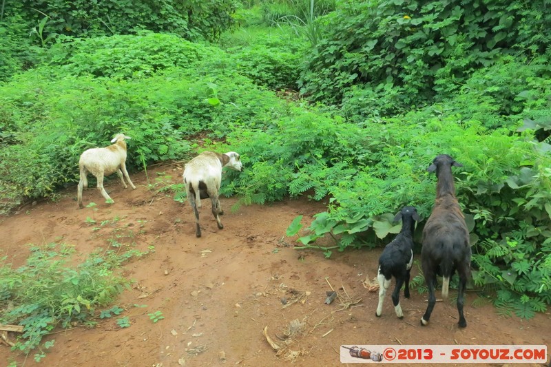 Route Man / Frontière Guinée
Mots-clés: CIV CÃ´te d&#039;Ivoire Dix-Huit Montagnes geo:lat=7.80809086 geo:lon=-7.82304968 geotagged Greta animals chevre