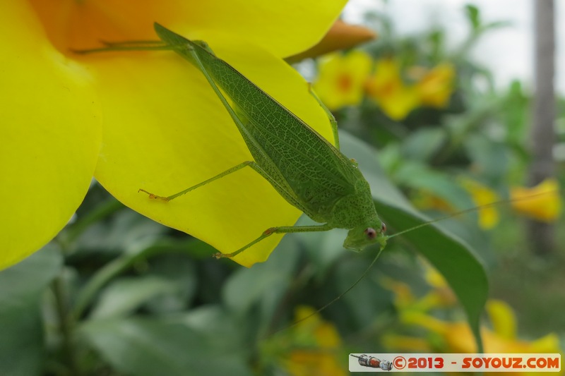 Yamoussoukro - cricket
Mots-clés: CIV CÃ´te d&#039;Ivoire Yamoussoukro animals Insecte cricket fleur