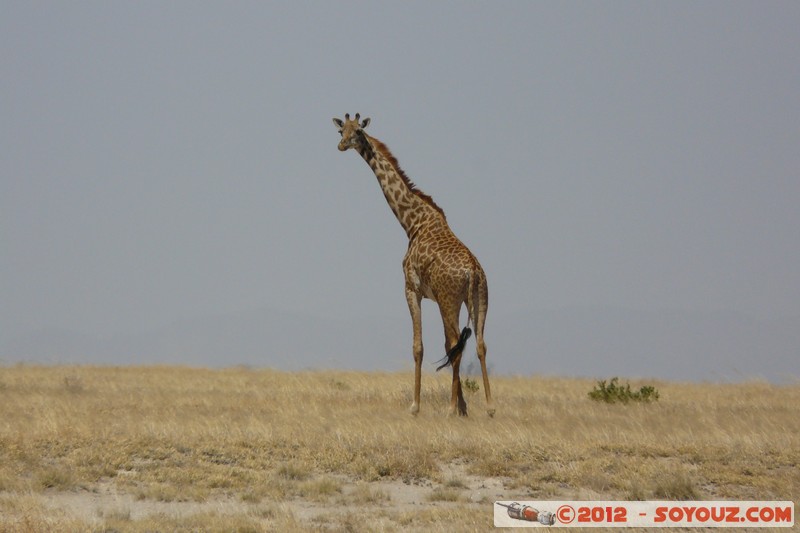 Amboseli National Park - Masai Giraffe
Mots-clés: Amboseli geo:lat=-2.62138160 geo:lon=37.31098151 geotagged KEN Kenya Rift Valley animals Giraffe Masai Giraffe Amboseli National Park