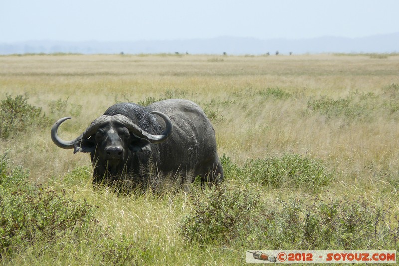 Amboseli National Park - Cape Buffalo
Mots-clés: Amboseli geo:lat=-2.65335989 geo:lon=37.30248459 geotagged KEN Kenya Rift Valley animals Buffle Amboseli National Park