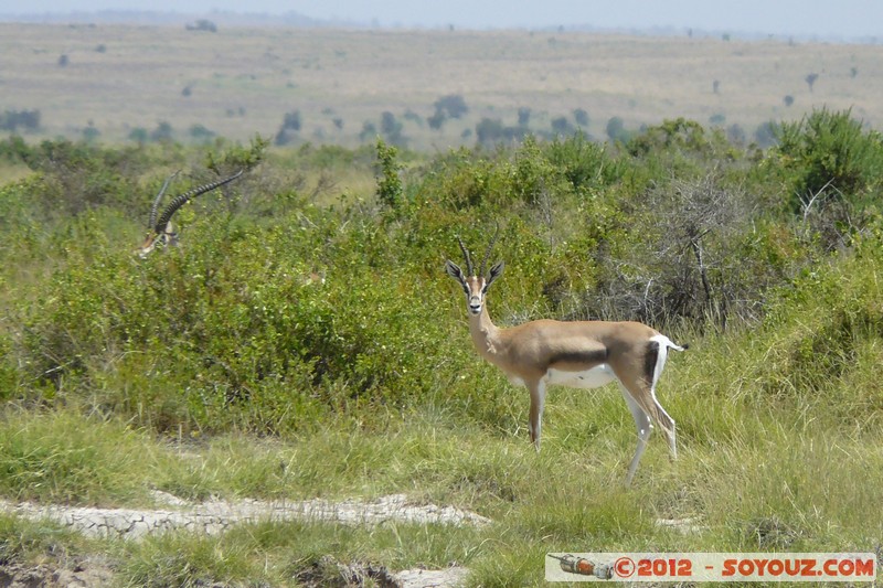 Amboseli National Park - Grant's Gazelle
Mots-clés: Amboseli geo:lat=-2.67158422 geo:lon=37.33299876 geotagged KEN Kenya Rift Valley animals Grant's Gazelle Amboseli National Park
