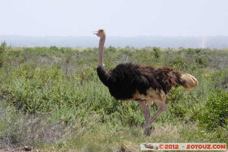 Amboseli National Park - Ostrich
Mots-clés: Amboseli geo:lat=-2.68594084 geo:lon=37.33938038 geotagged KEN Kenya Rift Valley animals oiseau Autruche Amboseli National Park