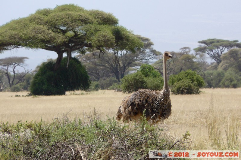 Amboseli National Park - Ostrich
Mots-clés: Amboseli geo:lat=-2.70843632 geo:lon=37.34973522 geotagged KEN Kenya Rift Valley animals oiseau Autruche Amboseli National Park