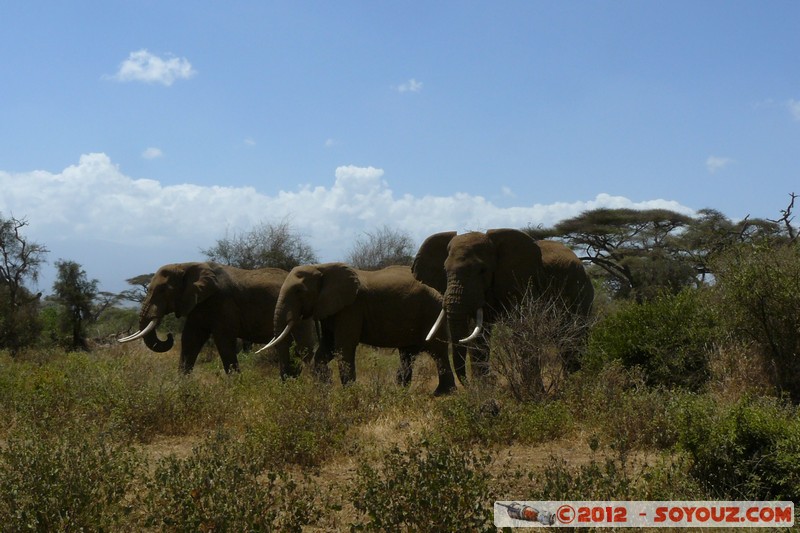 Amboseli - Elephant
Mots-clés: Amboseli geo:lat=-2.73150742 geo:lon=37.39822859 geotagged KEN Kenya Rift Valley animals Elephant