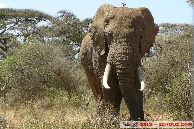 Amboseli - Elephant
Mots-clés: Amboseli geo:lat=-2.73152847 geo:lon=37.39824987 geotagged KEN Kenya Rift Valley animals Elephant