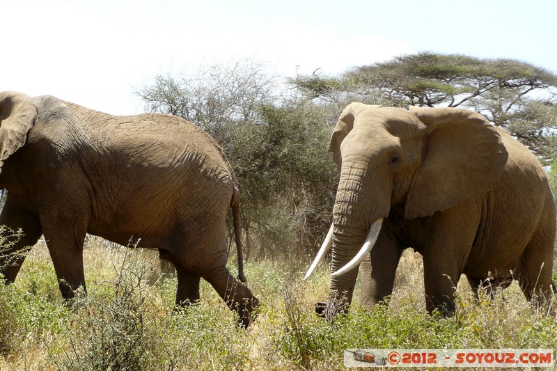 Amboseli - Elephant
Mots-clés: Amboseli geo:lat=-2.73153652 geo:lon=37.39825846 geotagged KEN Kenya Rift Valley animals Elephant