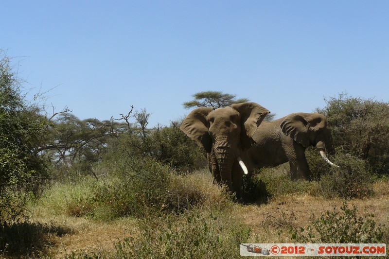 Amboseli - Elephant
Mots-clés: Amboseli geo:lat=-2.73158748 geo:lon=37.39831286 geotagged KEN Kenya Rift Valley animals Elephant