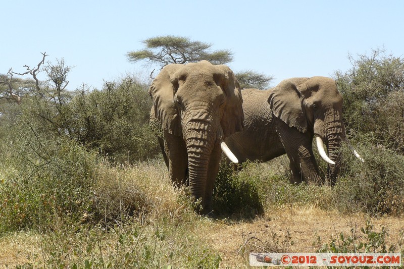 Amboseli - Elephant
Mots-clés: Amboseli geo:lat=-2.73163307 geo:lon=37.39836153 geotagged KEN Kenya Rift Valley animals Elephant