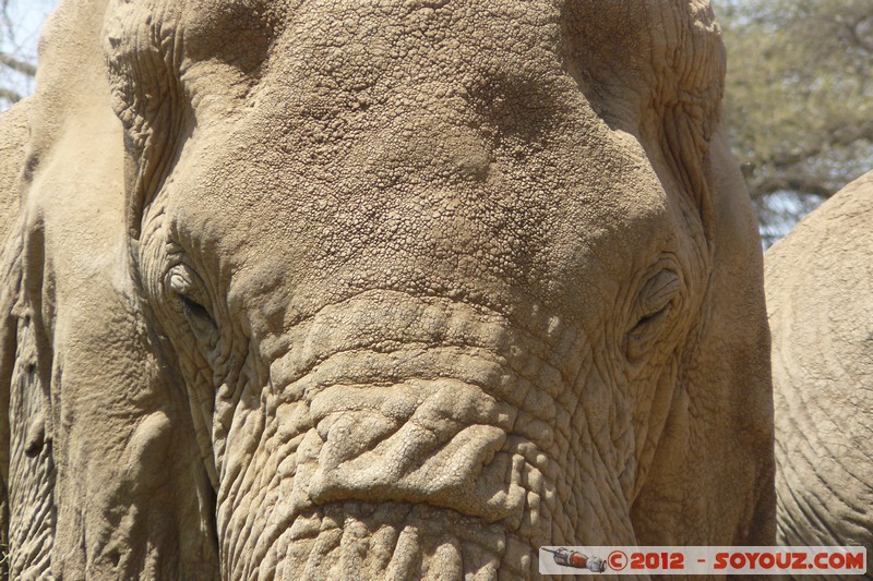 Amboseli - Elephant
Mots-clés: Amboseli geo:lat=-2.73164380 geo:lon=37.39837298 geotagged KEN Kenya Rift Valley animals Elephant