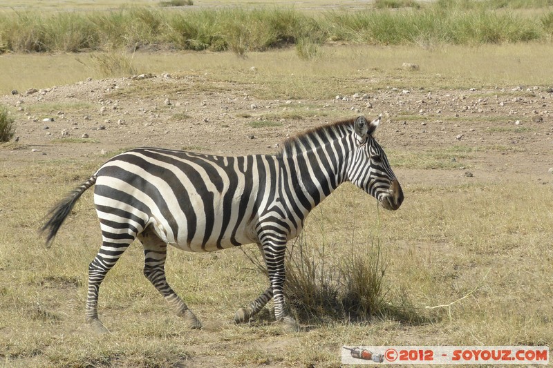 Amboseli National Park - Zebra
Mots-clés: Amboseli geo:lat=-2.70941359 geo:lon=37.32506764 geotagged KEN Kenya Rift Valley Amboseli National Park animals zebre