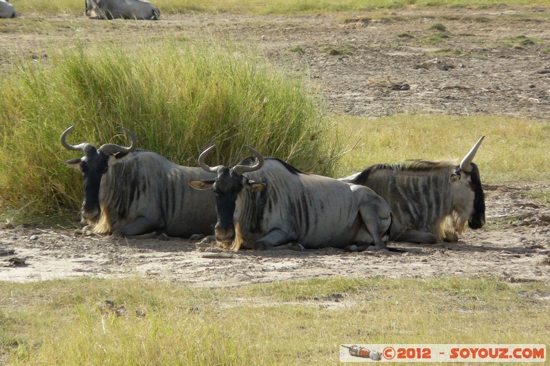 Amboseli National Park - Blue Wildebeest
Mots-clés: Amboseli geo:lat=-2.70687267 geo:lon=37.32434075 geotagged KEN Kenya Rift Valley Amboseli National Park animals Gnu