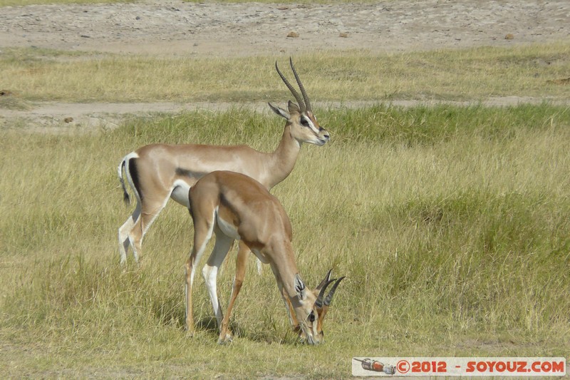 Amboseli National Park - Grant's Gazelle
Mots-clés: Amboseli geo:lat=-2.70438100 geo:lon=37.32411989 geotagged KEN Kenya Rift Valley Amboseli National Park animals Grant's Gazelle