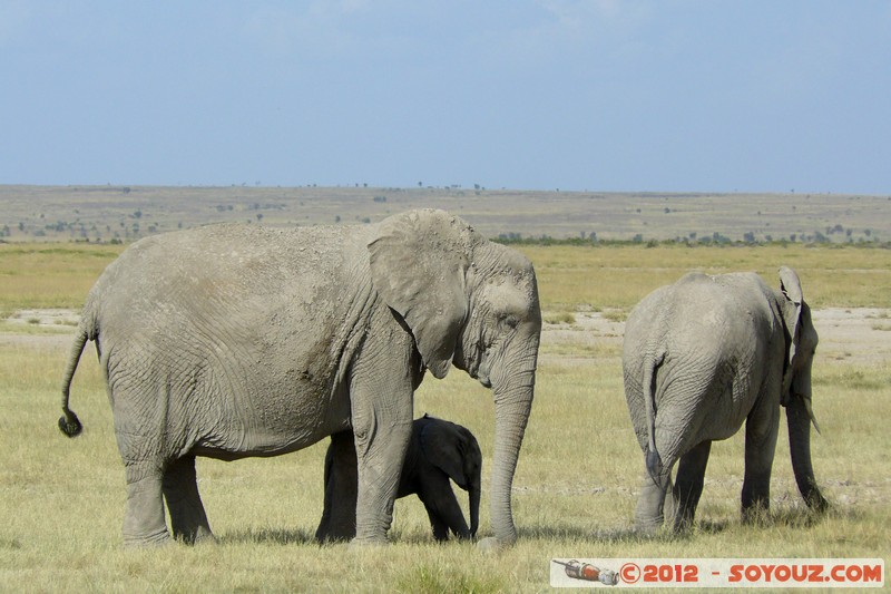 Amboseli National Park - Elephant
Mots-clés: Amboseli geo:lat=-2.68608682 geo:lon=37.32271415 geotagged KEN Kenya Rift Valley Amboseli National Park animals Elephant