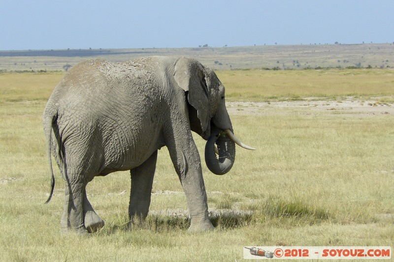 Amboseli National Park - Elephant
Mots-clés: Amboseli geo:lat=-2.68607690 geo:lon=37.32271389 geotagged KEN Kenya Rift Valley Amboseli National Park animals Elephant