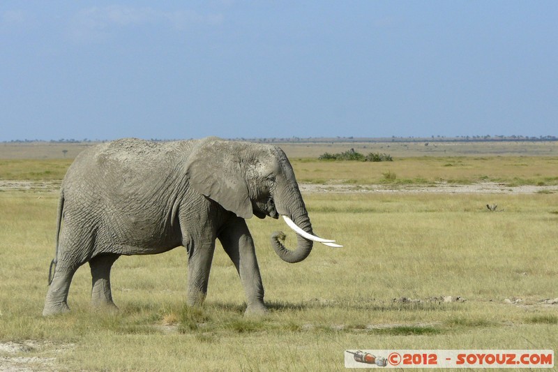 Amboseli National Park - Elephant
Mots-clés: Amboseli geo:lat=-2.68606264 geo:lon=37.32271352 geotagged KEN Kenya Rift Valley Amboseli National Park animals Elephant