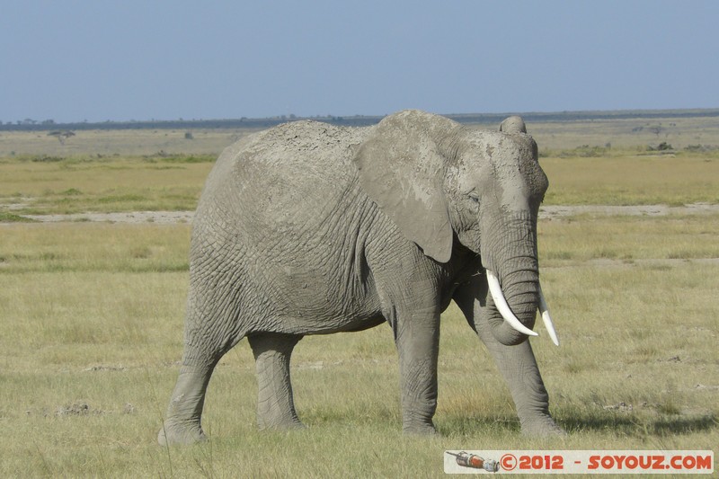 Amboseli National Park - Elephant
Mots-clés: Amboseli geo:lat=-2.68600684 geo:lon=37.32271205 geotagged KEN Kenya Rift Valley Amboseli National Park animals Elephant