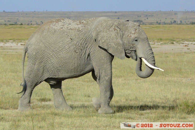 Amboseli National Park - Elephant
Mots-clés: Amboseli geo:lat=-2.68600374 geo:lon=37.32271197 geotagged KEN Kenya Rift Valley Amboseli National Park animals Elephant