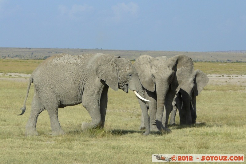 Amboseli National Park - Elephant
Mots-clés: Amboseli geo:lat=-2.68599940 geo:lon=37.32271186 geotagged KEN Kenya Rift Valley Amboseli National Park animals Elephant