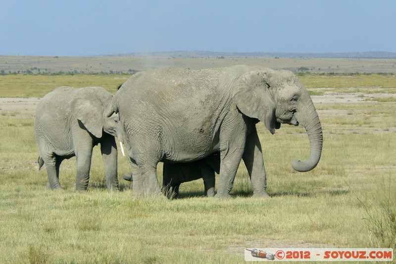 Amboseli National Park - Elephant
Mots-clés: Amboseli geo:lat=-2.68597584 geo:lon=37.32271124 geotagged KEN Kenya Rift Valley Amboseli National Park animals Elephant