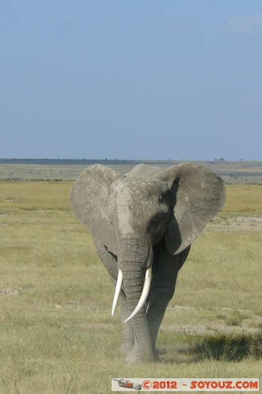 Amboseli National Park - Elephant
Mots-clés: Amboseli geo:lat=-2.68594360 geo:lon=37.32271039 geotagged KEN Kenya Rift Valley Amboseli National Park animals Elephant