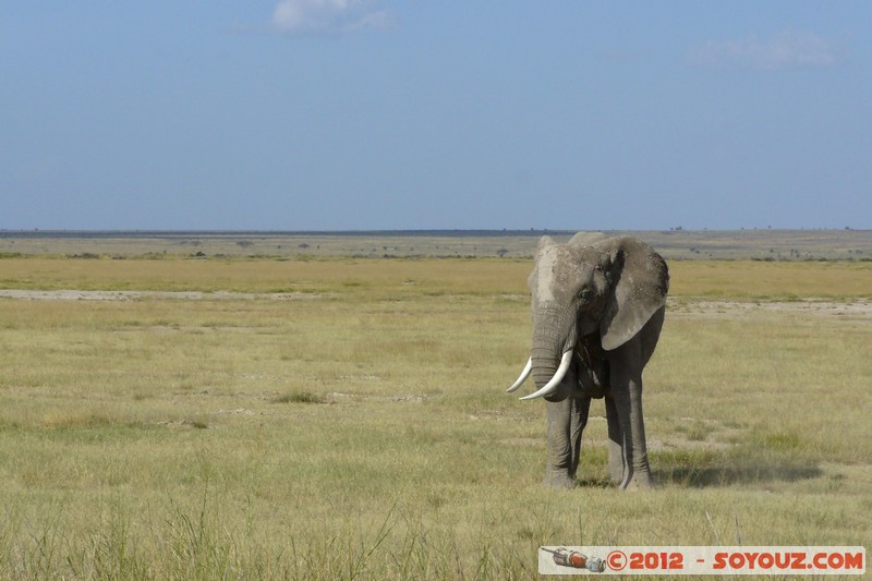 Amboseli National Park - Elephant
Mots-clés: Amboseli geo:lat=-2.68593368 geo:lon=37.32271013 geotagged KEN Kenya Rift Valley Amboseli National Park animals Elephant