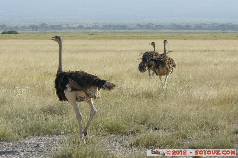 Amboseli National Park - Ostrich
Mots-clés: Amboseli geo:lat=-2.66273688 geo:lon=37.31102642 geotagged KEN Kenya Rift Valley Amboseli National Park oiseau Autruche