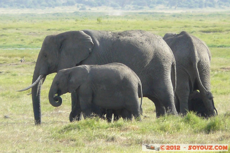 Amboseli National Park - Elephant
Mots-clés: Amboseli geo:lat=-2.66606402 geo:lon=37.30502136 geotagged KEN Kenya Rift Valley Amboseli National Park animals Elephant