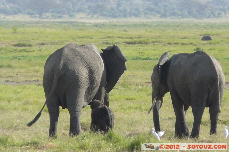 Amboseli National Park - Elephant
Mots-clés: Amboseli geo:lat=-2.66609325 geo:lon=37.30492076 geotagged KEN Kenya Rift Valley Amboseli National Park animals Elephant