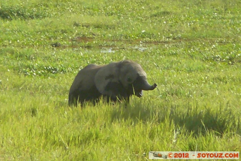 Amboseli National Park - Elephant
Mots-clés: Amboseli geo:lat=-2.66566823 geo:lon=37.30345533 geotagged KEN Kenya Rift Valley Amboseli National Park animals Elephant