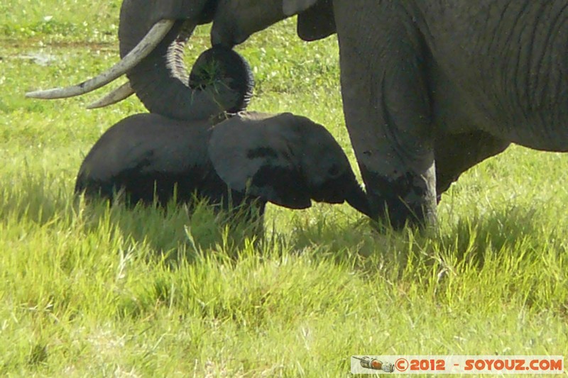 Amboseli National Park - Elephant
Mots-clés: Amboseli geo:lat=-2.66565699 geo:lon=37.30342663 geotagged KEN Kenya Rift Valley Amboseli National Park animals Elephant