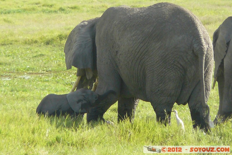 Amboseli National Park - Elephant
Mots-clés: Amboseli geo:lat=-2.66565199 geo:lon=37.30341387 geotagged KEN Kenya Rift Valley Amboseli National Park animals Elephant