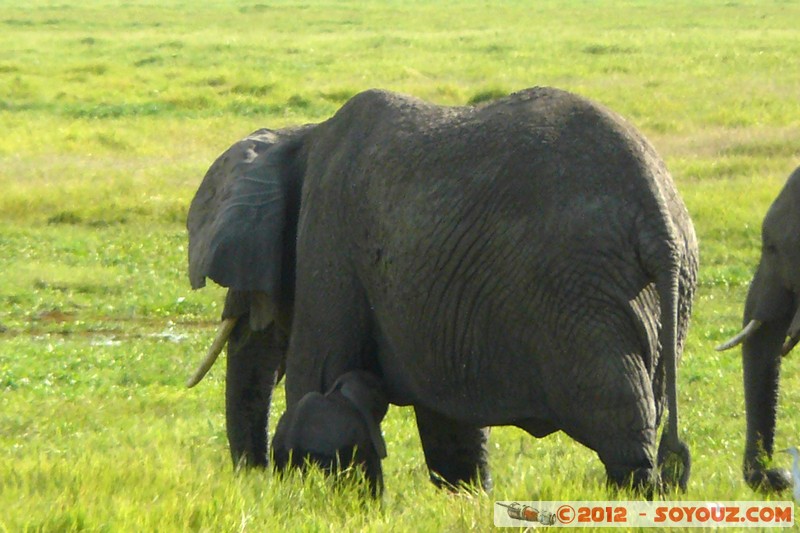 Amboseli National Park - Elephant
Mots-clés: Amboseli geo:lat=-2.66564761 geo:lon=37.30340271 geotagged KEN Kenya Rift Valley Amboseli National Park animals Elephant