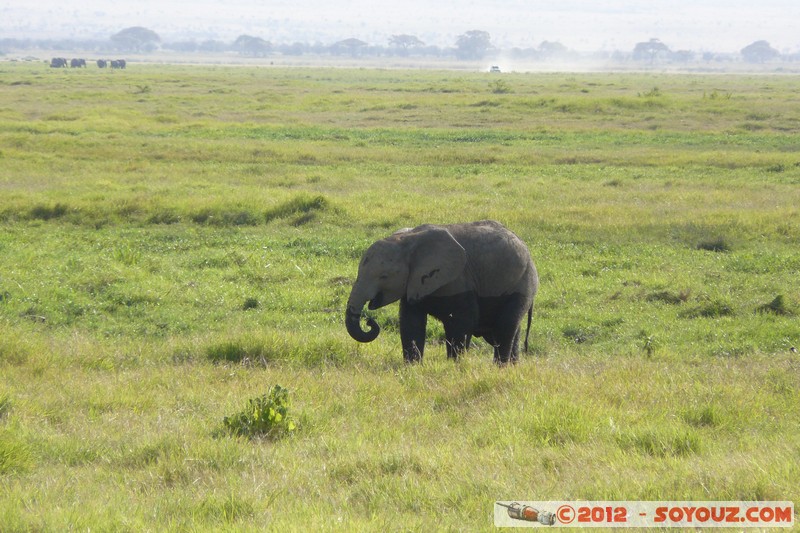 Amboseli National Park - Elephant
Mots-clés: Amboseli geo:lat=-2.66564137 geo:lon=37.30338676 geotagged KEN Kenya Rift Valley Amboseli National Park animals Elephant