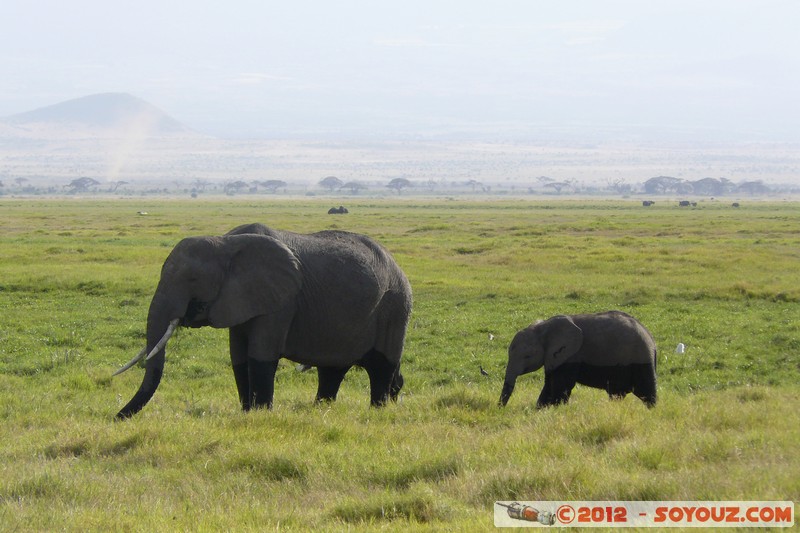 Amboseli National Park - Elephant
Mots-clés: Amboseli geo:lat=-2.66562637 geo:lon=37.30334849 geotagged KEN Kenya Rift Valley Amboseli National Park animals Elephant