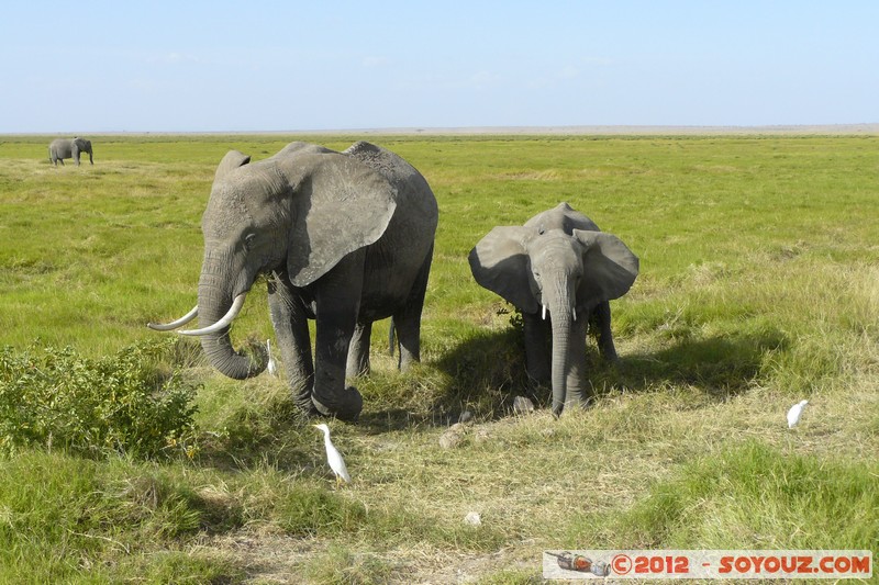 Amboseli National Park - Elephant
Mots-clés: Amboseli geo:lat=-2.65853704 geo:lon=37.29208318 geotagged KEN Kenya Rift Valley Amboseli National Park animals Elephant