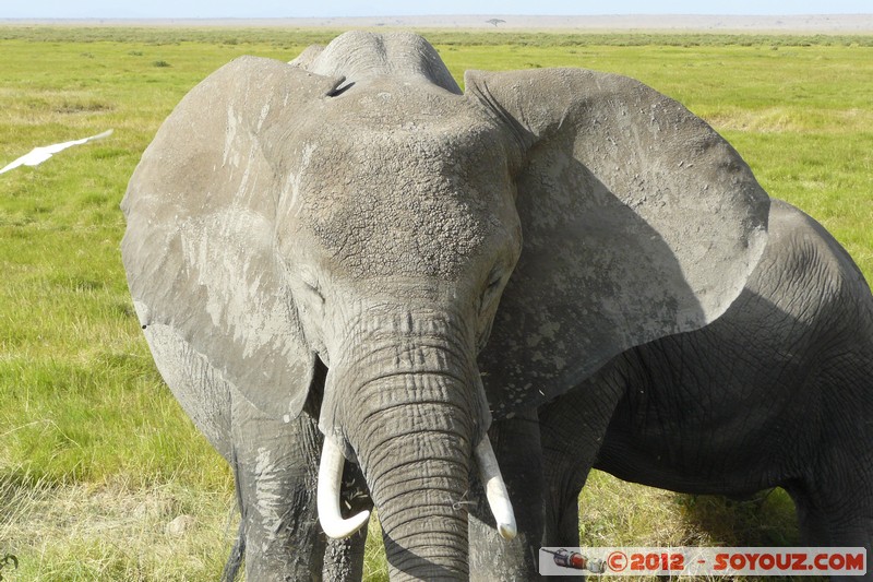 Amboseli National Park - Elephant
Mots-clés: Amboseli geo:lat=-2.65852256 geo:lon=37.29204158 geotagged KEN Kenya Rift Valley Amboseli National Park animals Elephant