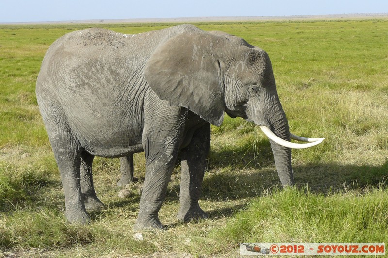 Amboseli National Park - Elephant
Mots-clés: Amboseli geo:lat=-2.65851550 geo:lon=37.29202132 geotagged KEN Kenya Rift Valley Amboseli National Park animals Elephant
