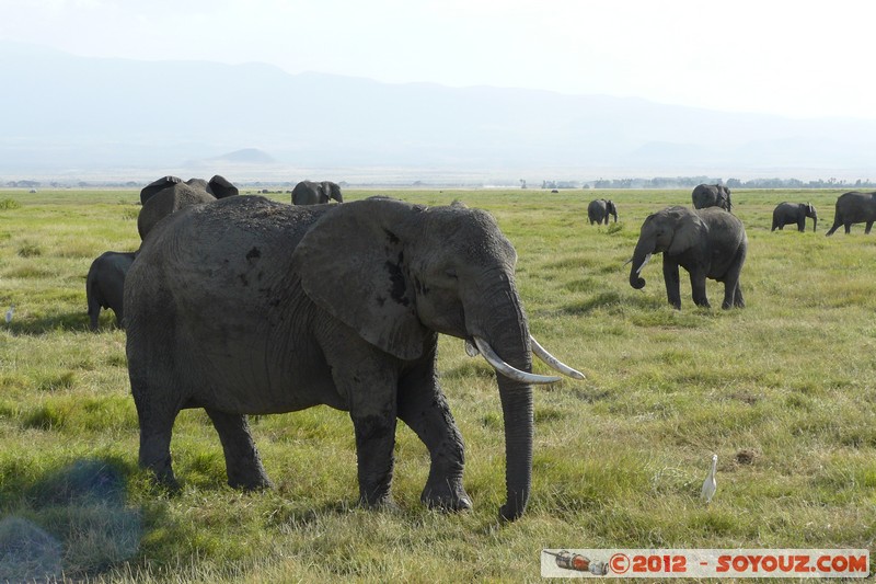 Amboseli National Park - Elephant
Mots-clés: Amboseli geo:lat=-2.65838895 geo:lon=37.29173086 geotagged KEN Kenya Rift Valley Amboseli National Park animals Elephant