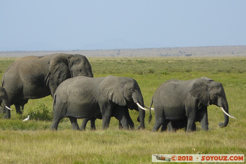 Amboseli National Park - Elephant
Mots-clés: Amboseli geo:lat=-2.65815491 geo:lon=37.29111994 geotagged KEN Kenya Rift Valley Amboseli National Park animals Elephant