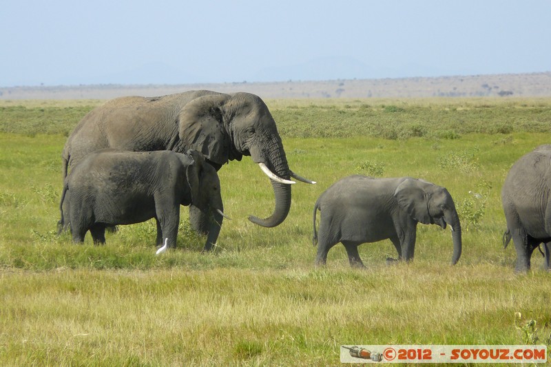 Amboseli National Park - Elephant
Mots-clés: Amboseli geo:lat=-2.65814733 geo:lon=37.29110798 geotagged KEN Kenya Rift Valley Amboseli National Park animals Elephant